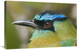 Blue-Crowned Motmot, Costa Rica-Canvas Art-30X20