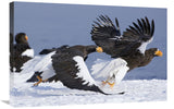StellerS Sea Eagle Chasing Away Another Adult, Kamchatka, Russia-Canvas Art-30X20