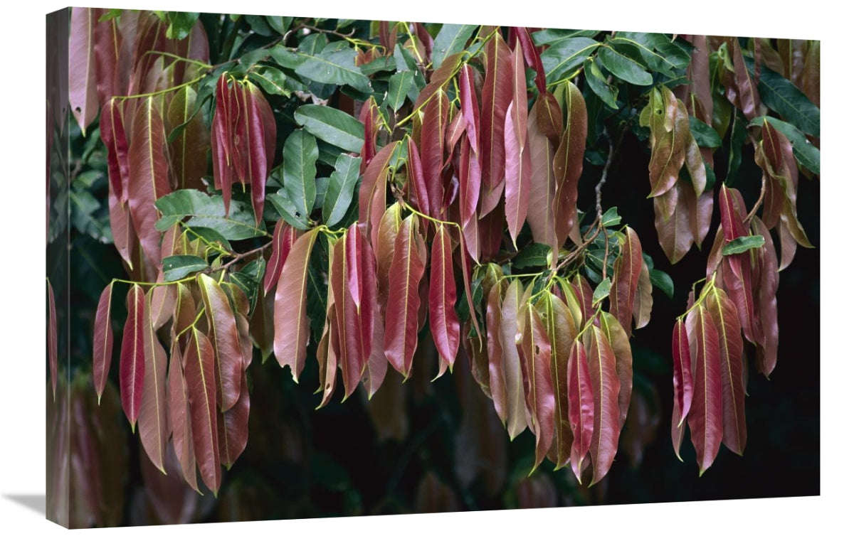 Young Red Leaves Lacking Chlorophyll, Barro Colorado Island, Panama-Canvas Art-30X20