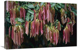 Young Red Leaves Lacking Chlorophyll, Barro Colorado Island, Panama-Canvas Art-30X20