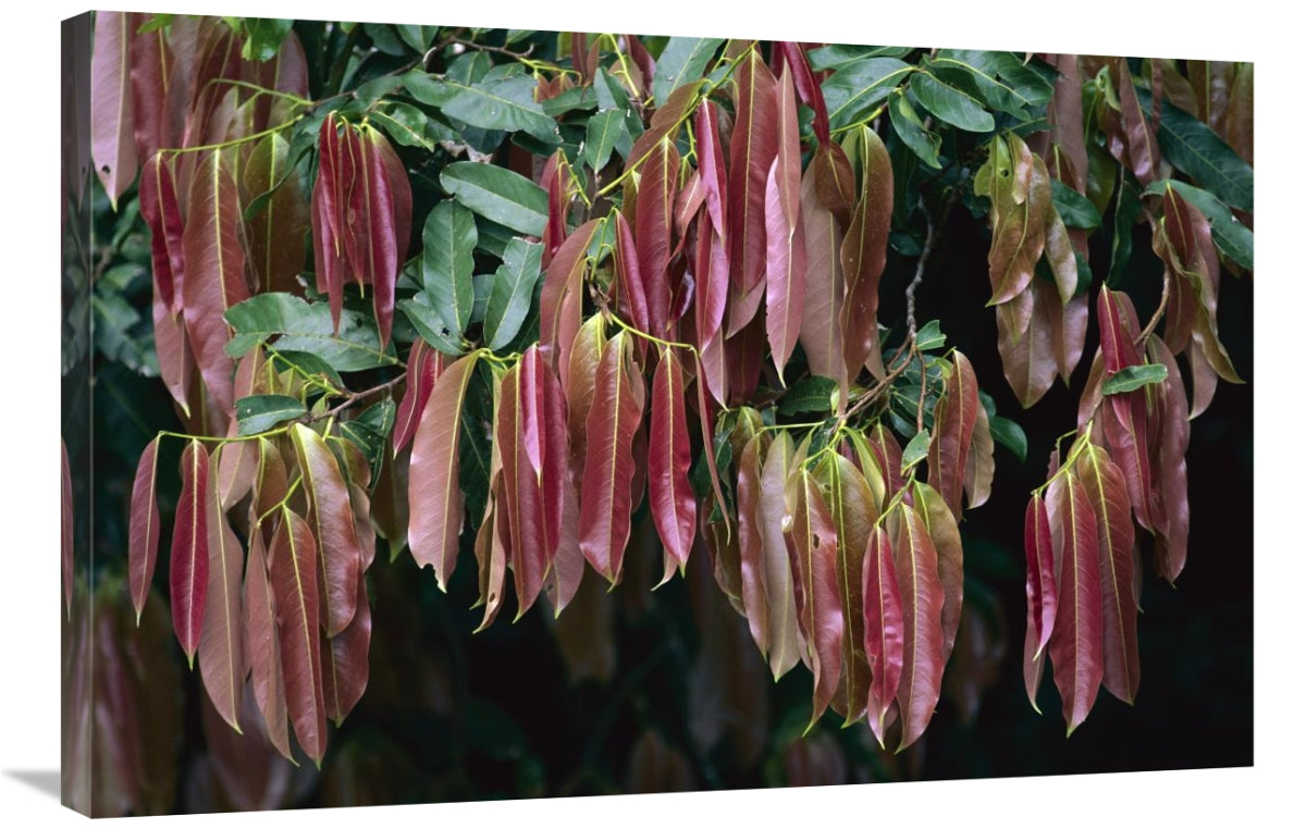Young Red Leaves Lacking Chlorophyll, Barro Colorado Island, Panama-Canvas Art-36X24