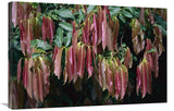 Young Red Leaves Lacking Chlorophyll, Barro Colorado Island, Panama-Canvas Art-36X24