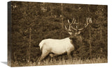 Elk Or Wapiti Male Portrait, North America - Sepia-Canvas Art-24X18