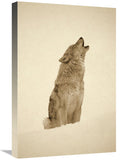 Timber Wolf Portrait, Howling In Snow, North America - Sepia-Canvas Art-18X24