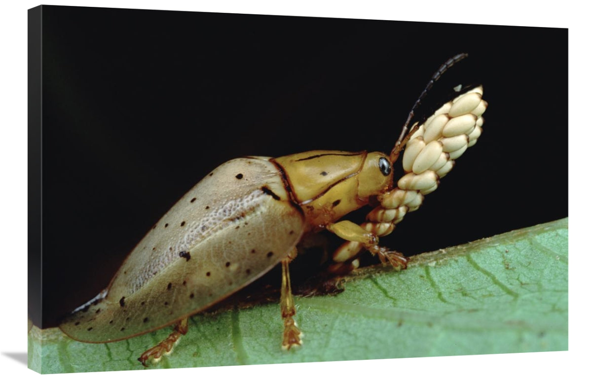 Tortoise Beetle Eye To Eye With Eggs SheS Guarding, Panama-Canvas Art-36X24