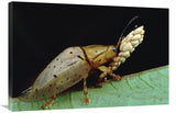 Tortoise Beetle Eye To Eye With Eggs SheS Guarding, Panama-Canvas Art-36X24