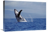 Humpback Whale Breaching, Maui, Hawaii-Canvas Art-24X18