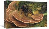 Tarantula Large Female Wandering Over Bracket Fungus, North Sulawesi, Indonesia-Canvas Art-18X12