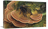 Tarantula Large Female Wandering Over Bracket Fungus, North Sulawesi, Indonesia-Canvas Art-24X16