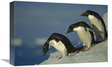 Adelie Penguin Commuting To Sea Over Ice Apron, Cape Hallet, Ross Sea, Antarctica-Canvas Art-18X12