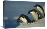 Adelie Penguin Commuting To Sea Over Ice Apron, Cape Hallet, Ross Sea, Antarctica-Canvas Art-24X16