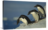Adelie Penguin Commuting To Sea Over Ice Apron, Cape Hallet, Ross Sea, Antarctica-Canvas Art-30X20