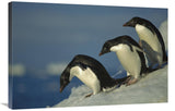 Adelie Penguin Commuting To Sea Over Ice Apron, Cape Hallet, Ross Sea, Antarctica-Canvas Art-36X24