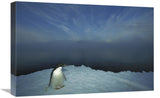 Adelie Penguin Portrait On Ice Apron, Cape Hallet, Ross Sea, Antarctica-Canvas Art-24X16