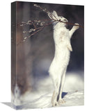 Snowshoe Hare Feeding On Pussy Willow In The Winter, Alaska-Canvas Art-12X18