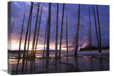 Dead Trees In Lower Geyser Basin At Sunset, Yellowstone Np, Wyoming-Canvas Art-24X18