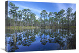 Pine Forest Mirrored In Reflection Pond, Ochlocknee River State Park, Florida-Canvas Art-24X18
