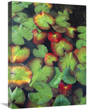Yellow Pond Lily Floating On Water Surface, North America-Canvas Art-18X24