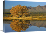 Cottonwood Fall Foliage With Magdalena Mountains, New Mexico-Canvas Art-24X18