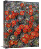 Claret Cup Cactus Detail Of Flowers In Bloom, North America-Canvas Art-18X24