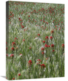Indian Paintbrush And Foxtail Barley Field, Texas-Canvas Art-18X24