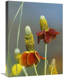 Mexican Hat Flowers In Bloom, North America-Canvas Art-18X24