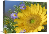 Common Sunflower And Asters, North America-Canvas Art-24X18