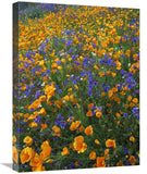 California Poppy And Desert Bluebell Flowers, Antelope Valley, California-Canvas Art-18X24
