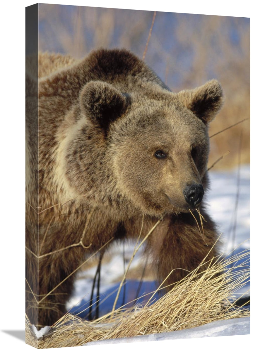 Brown Bear Eating Dry Grasses In Winter, Germany-Canvas Art-16X24