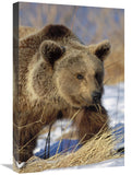 Brown Bear Eating Dry Grasses In Winter, Germany-Canvas Art-16X24