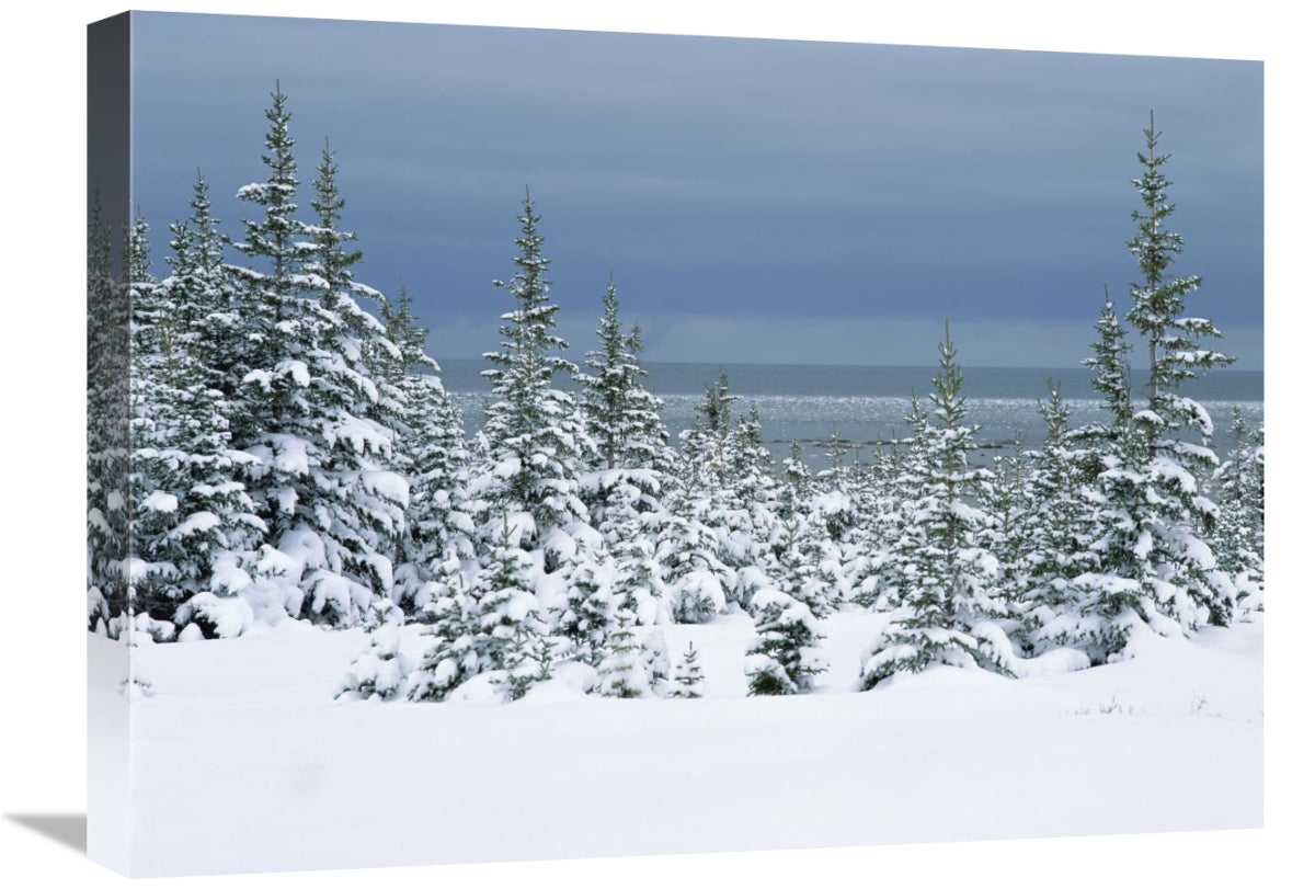Spruce Trees In Snow, Boreal Forest, Hudson Bay, Canada-Canvas Art-24X18