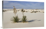 Soaptree Yuccas In Gypsum Sand, White Sands National Monument, New Mexico-Canvas Art-36X24