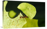 Leafcutter Ant Ant Carrying Freshly Cut Leaf, Costa Rica-Canvas Art-30X20