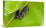 Peters Tent-Making Bats Roosting, Costa Rica-Canvas Art-24X16