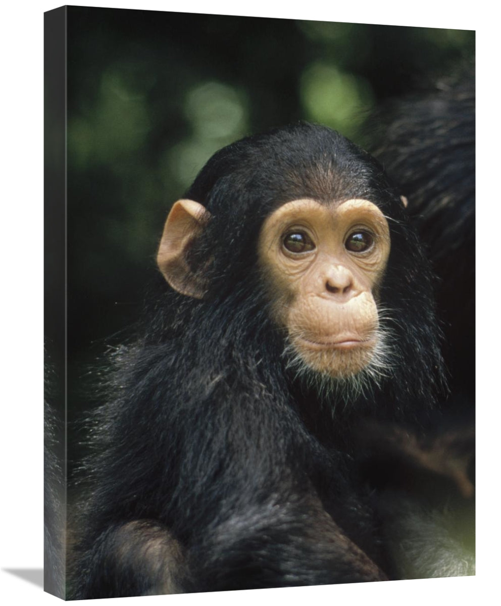 Chimpanzee Baby Portrait, Gombe Stream National Park, Tanzania-Canvas Art-18X24