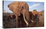 Orphan Elephant Called Dika Browsing In Scrub, Tsavo East Np, Kenya-Canvas Art-30X20