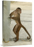 White-Fronted Capuchin Checking Pant Pocket, Puerto Misahualli, Ecuador-Canvas Art-24X36