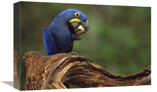 Hyacinth Macaw Eating Piassava Palm Nuts, Cerrado, Brazil-Canvas Art-18X12