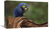Hyacinth Macaw Eating Piassava Palm Nuts, Cerrado, Brazil-Canvas Art-18X12