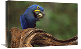 Hyacinth Macaw Eating Piassava Palm Nuts, Cerrado, Brazil-Canvas Art-24X16