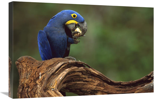 Hyacinth Macaw Eating Piassava Palm Nuts, Cerrado, Brazil-Canvas Art-30X20