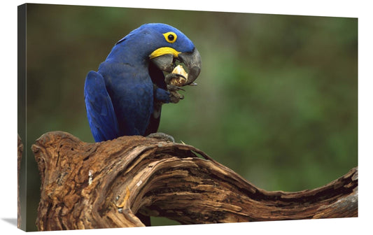Hyacinth Macaw Eating Piassava Palm Nuts, Cerrado, Brazil-Canvas Art-36X24