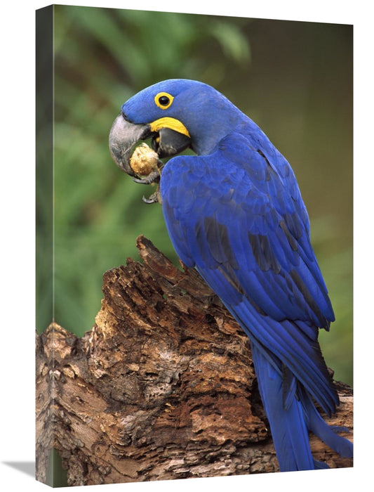 Hyacinth Macaw Eating Piassava Palm Nuts, Cerrado, Brazil-Canvas Art-16X24