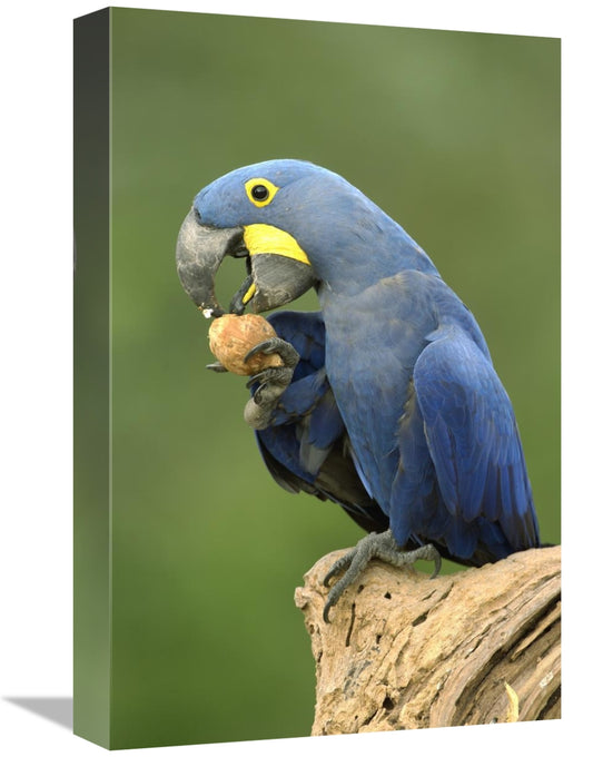 Hyacinth Macaw In Cerrado Habitat Eating Piassava Palm Nuts, Brazil-Canvas Art-12X18