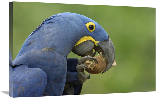 Hyacinth Macaw In Cerrado Habitat Eating Piassava Palm Nuts, Brazil-Canvas Art-30X20