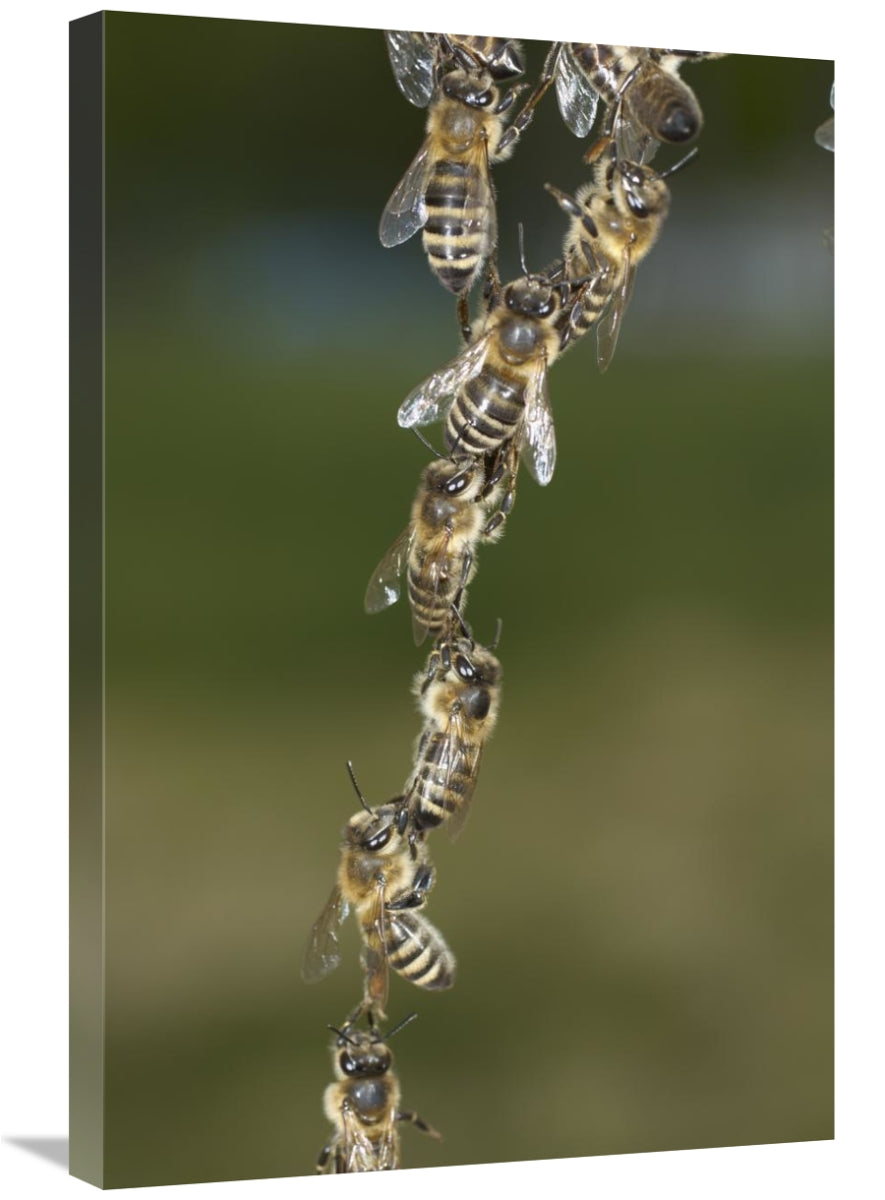 Honey Bee Chains Made To Repair Honeycomb, Germany-Canvas Art-20X30