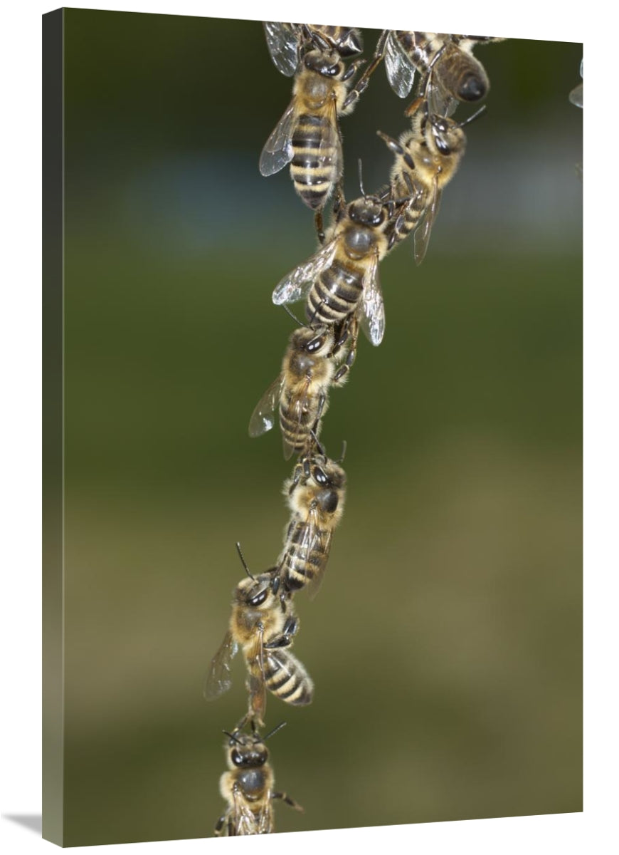 Honey Bee Chains Made To Repair Honeycomb, Germany-Canvas Art-24X36