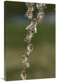 Honey Bee Chains Made To Repair Honeycomb, Germany-Canvas Art-24X36