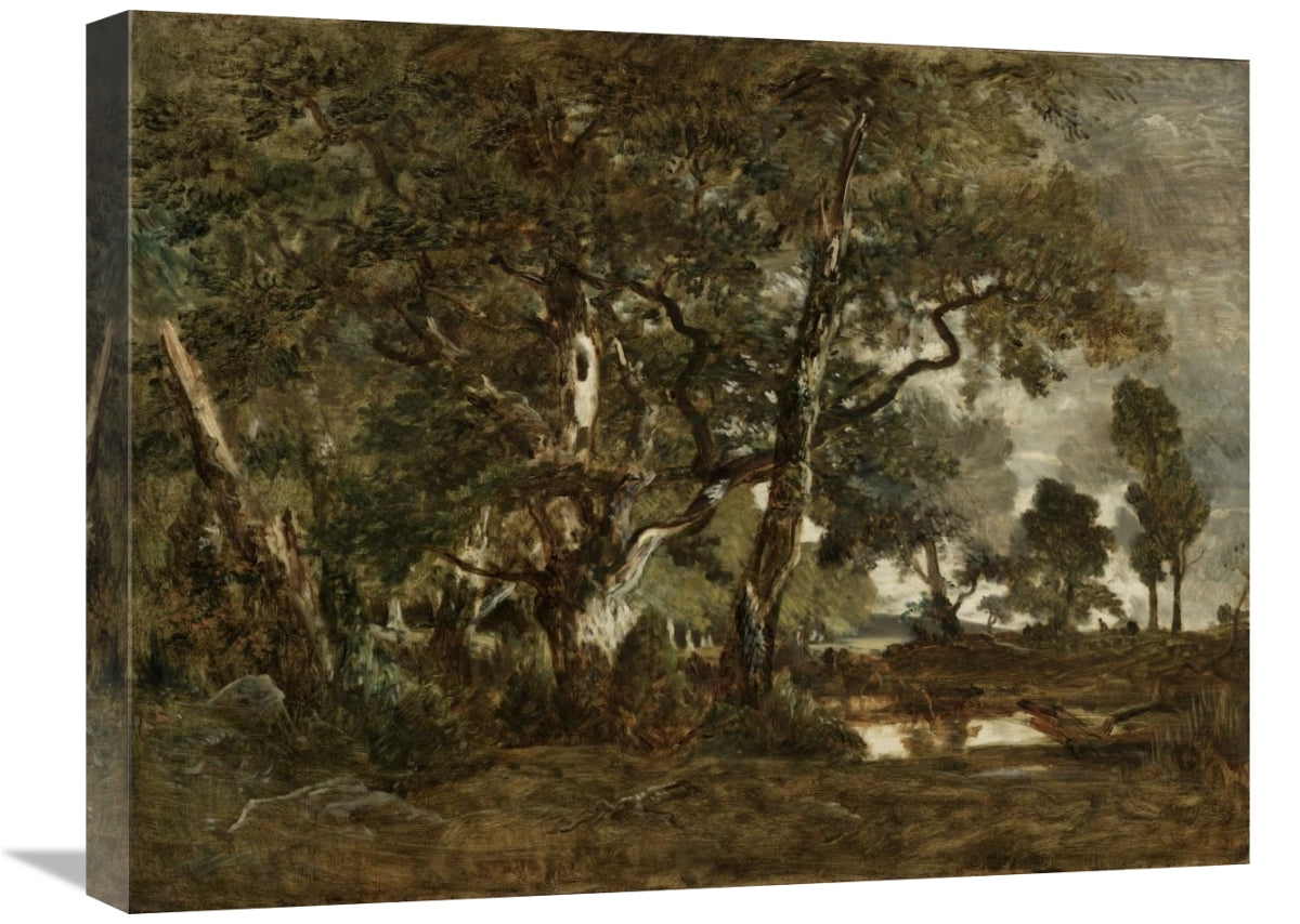 Forest Of Fontainebleau, Cluster Of Tall Trees Overlooking The Plain Of Clair-Bois At The Edge Of Bas-Breau-Canvas Art-24X18