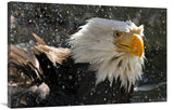 Bald Eagle Bath Ii-Canvas Art-40X26.8